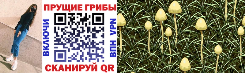 купить наркотик  Мензелинск  Галлюциногенные грибы Cubensis 